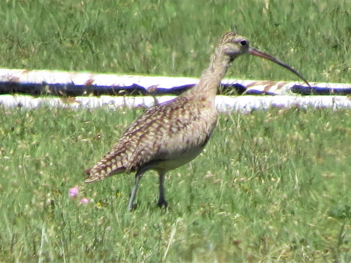 Long-billed Curlew - ML320013041