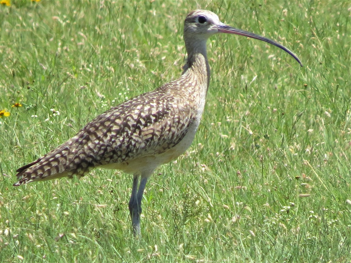 Long-billed Curlew - ML320013061