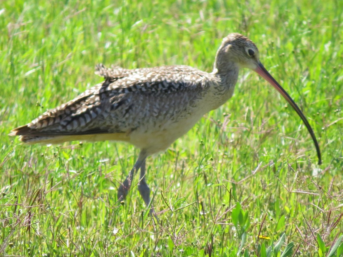 Long-billed Curlew - ML320013081