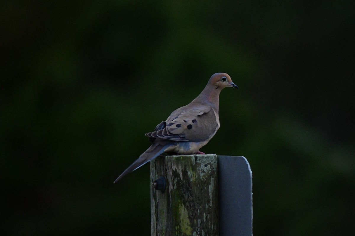 Mourning Dove - Mike Sylvia