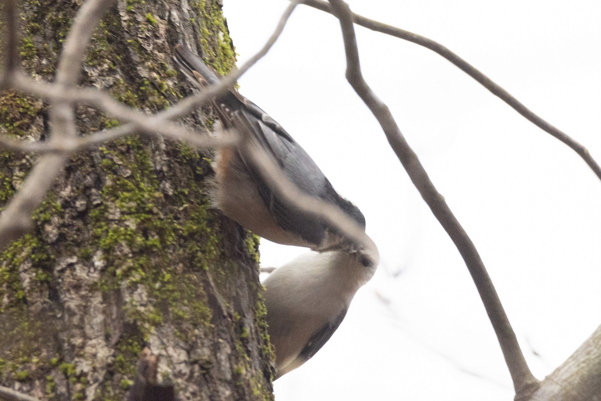 White-breasted Nuthatch - ML320022351