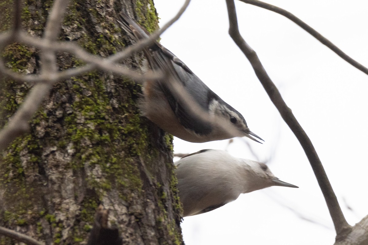 White-breasted Nuthatch - ML320022411