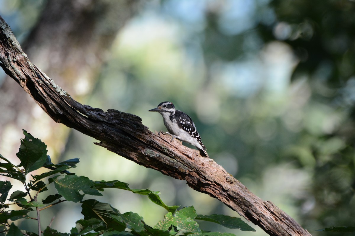 Hairy Woodpecker - Andrew  Baxter