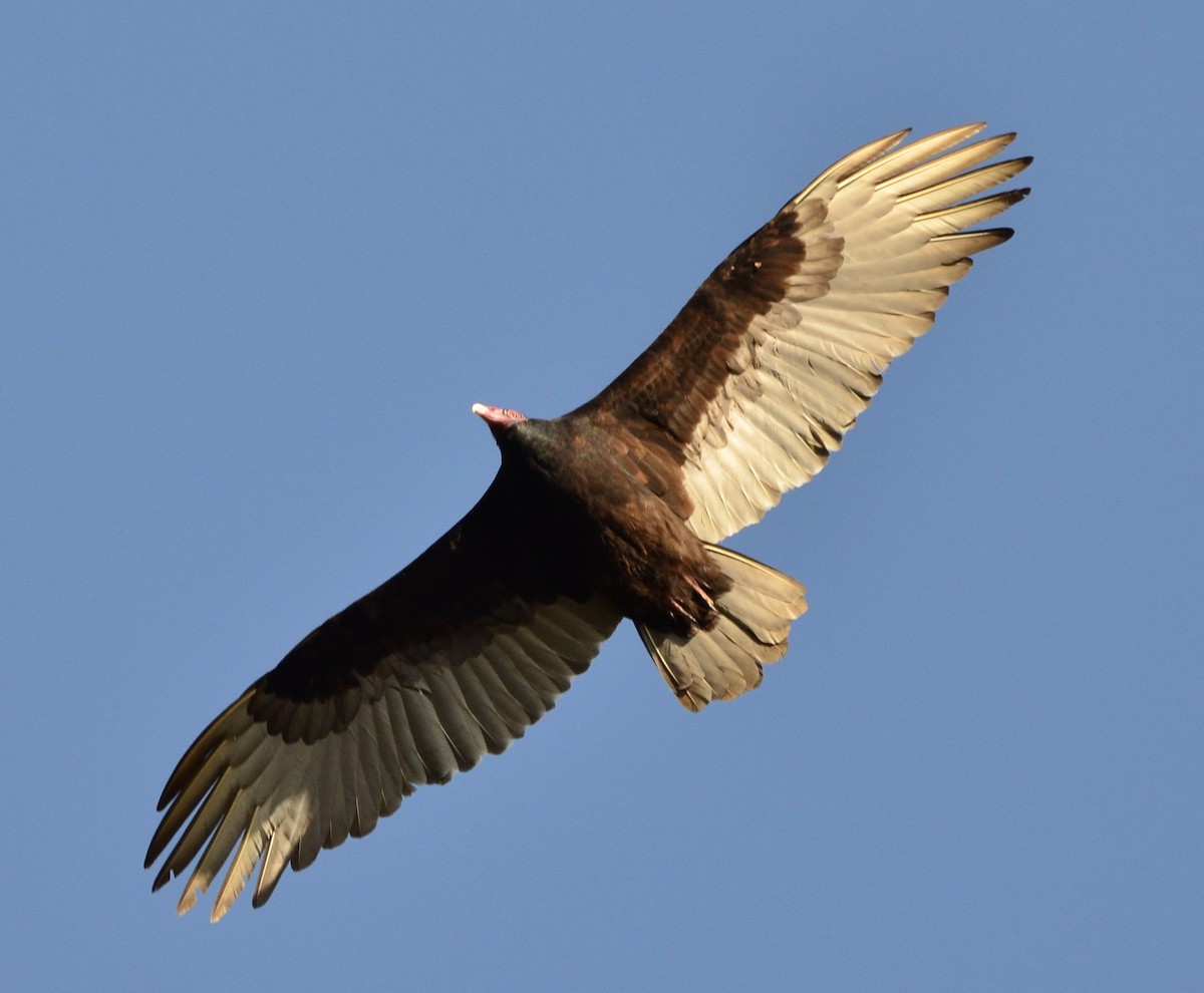 Turkey Vulture - ML320028551