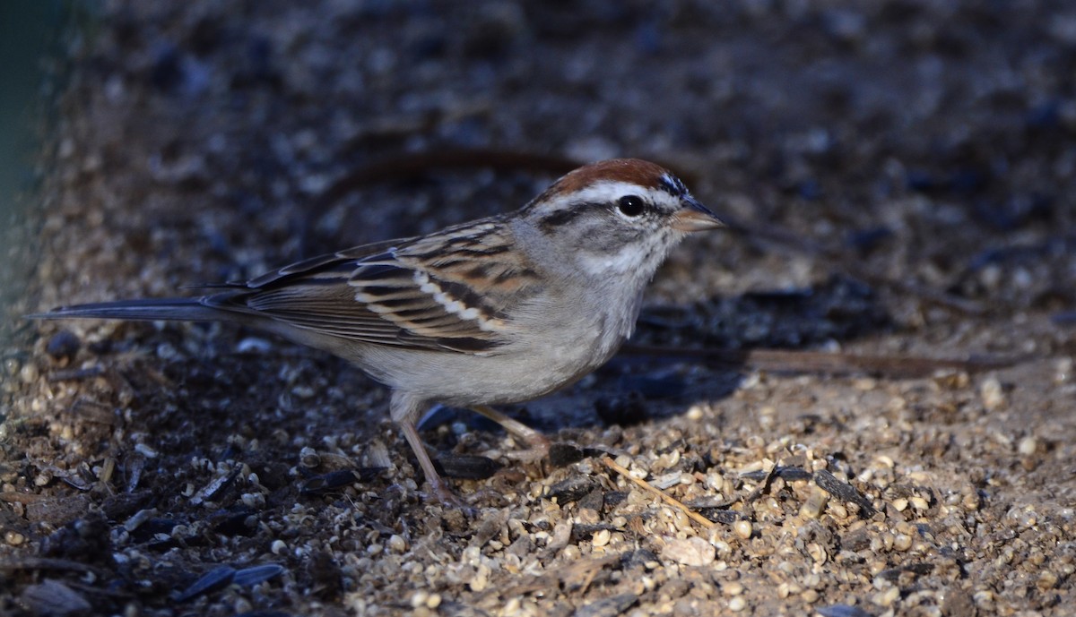 Chipping Sparrow - ML320028971