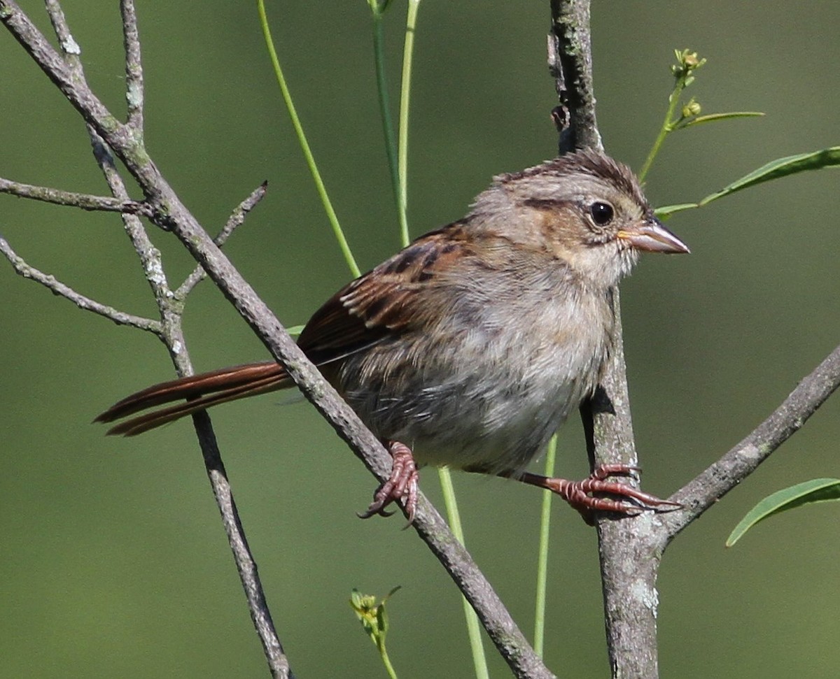 Swamp Sparrow - Matthew Valencic