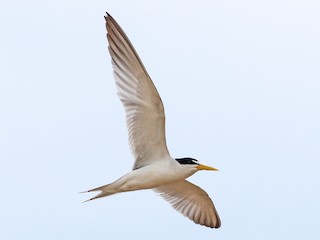  - Yellow-billed Tern