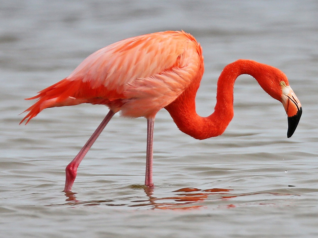 American Flamingo - eBird