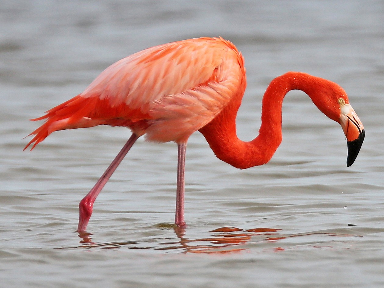 Famous flamingo watching destinations in India