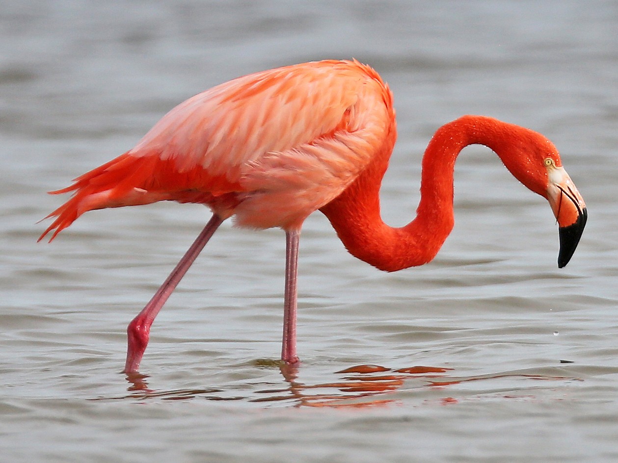12 Beautiful Black And Pink Birds To Leave You In Awe Sonoma Birding