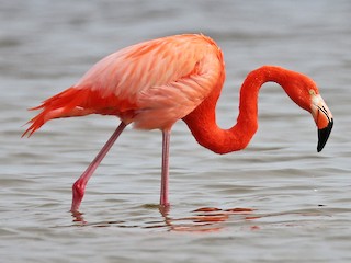  - American Flamingo