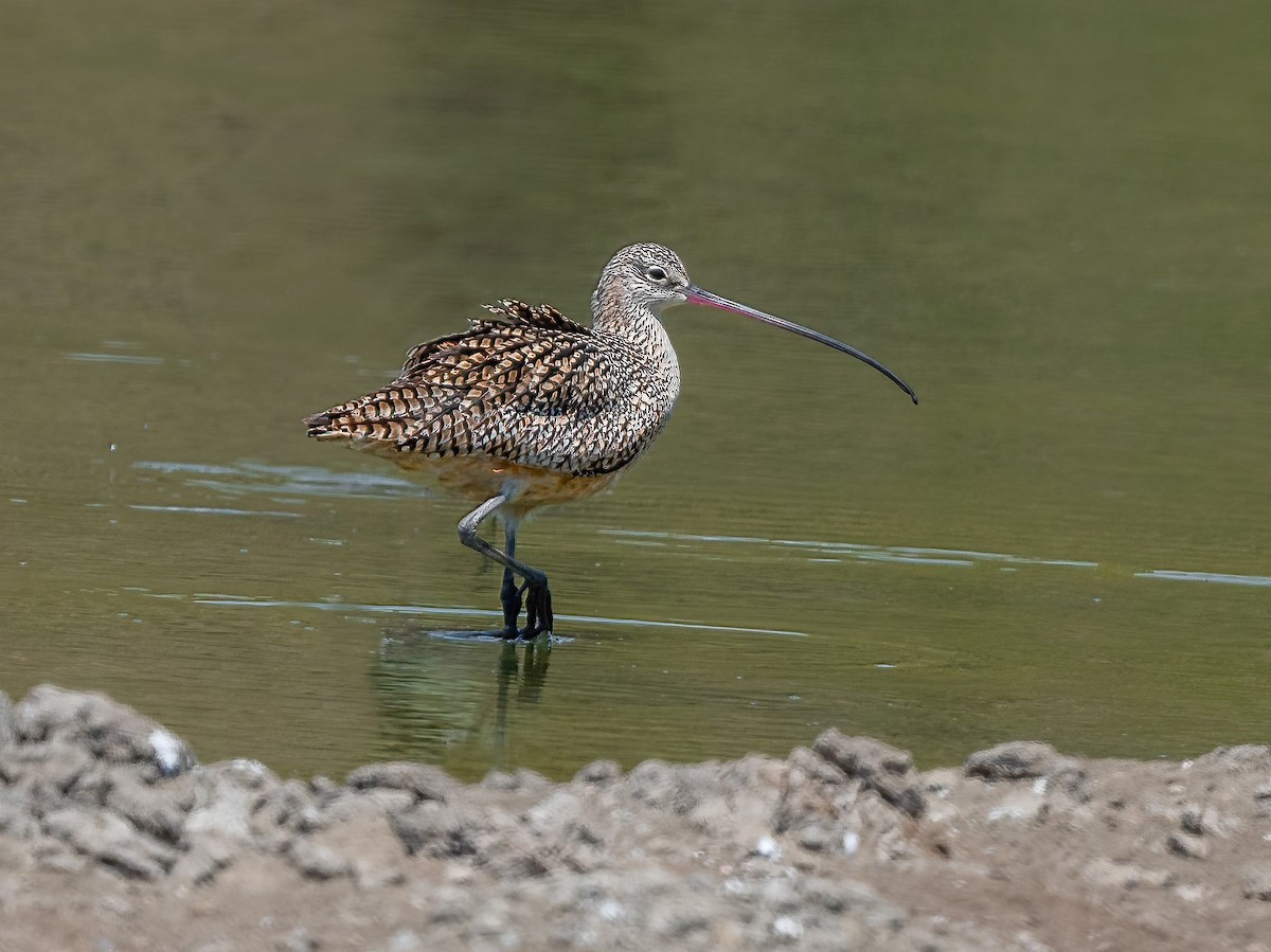 Long-billed Curlew - ML320038161