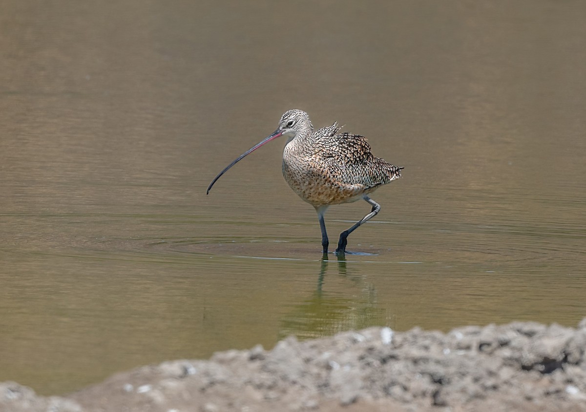 Long-billed Curlew - ML320038451