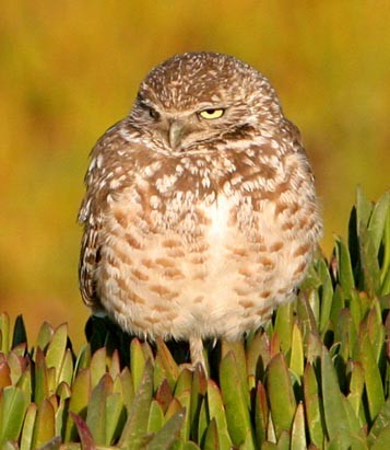 Burrowing Owl - Don Roberson