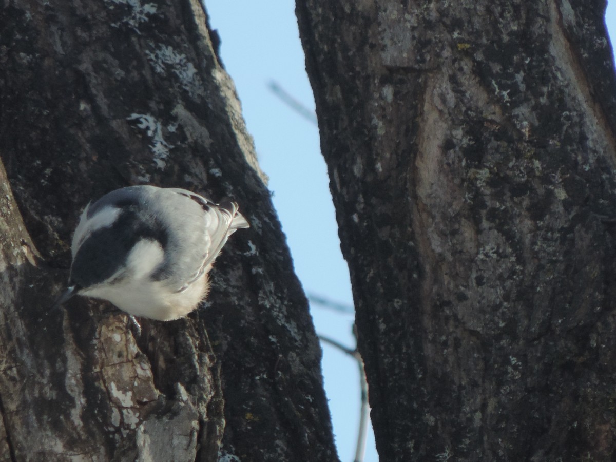 White-breasted Nuthatch - ML320039311