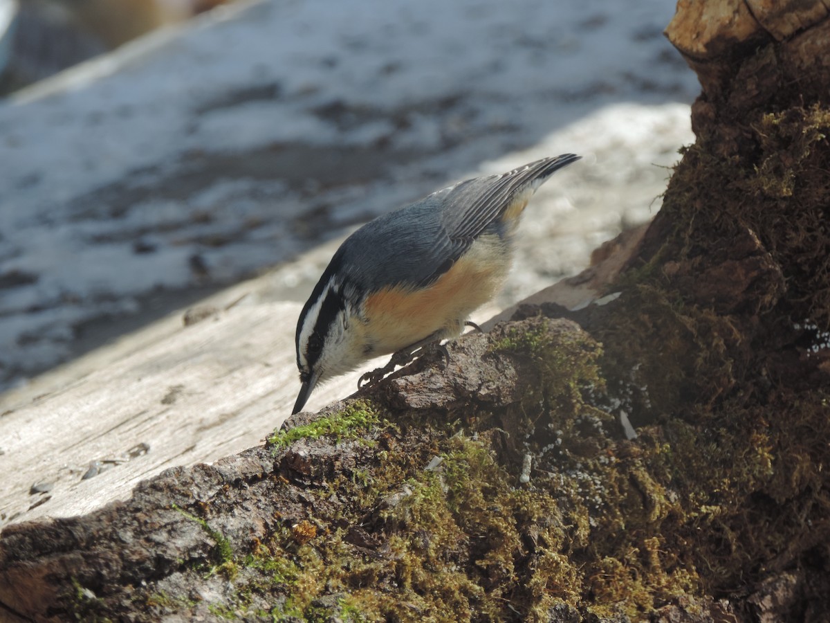 Red-breasted Nuthatch - ML320039341