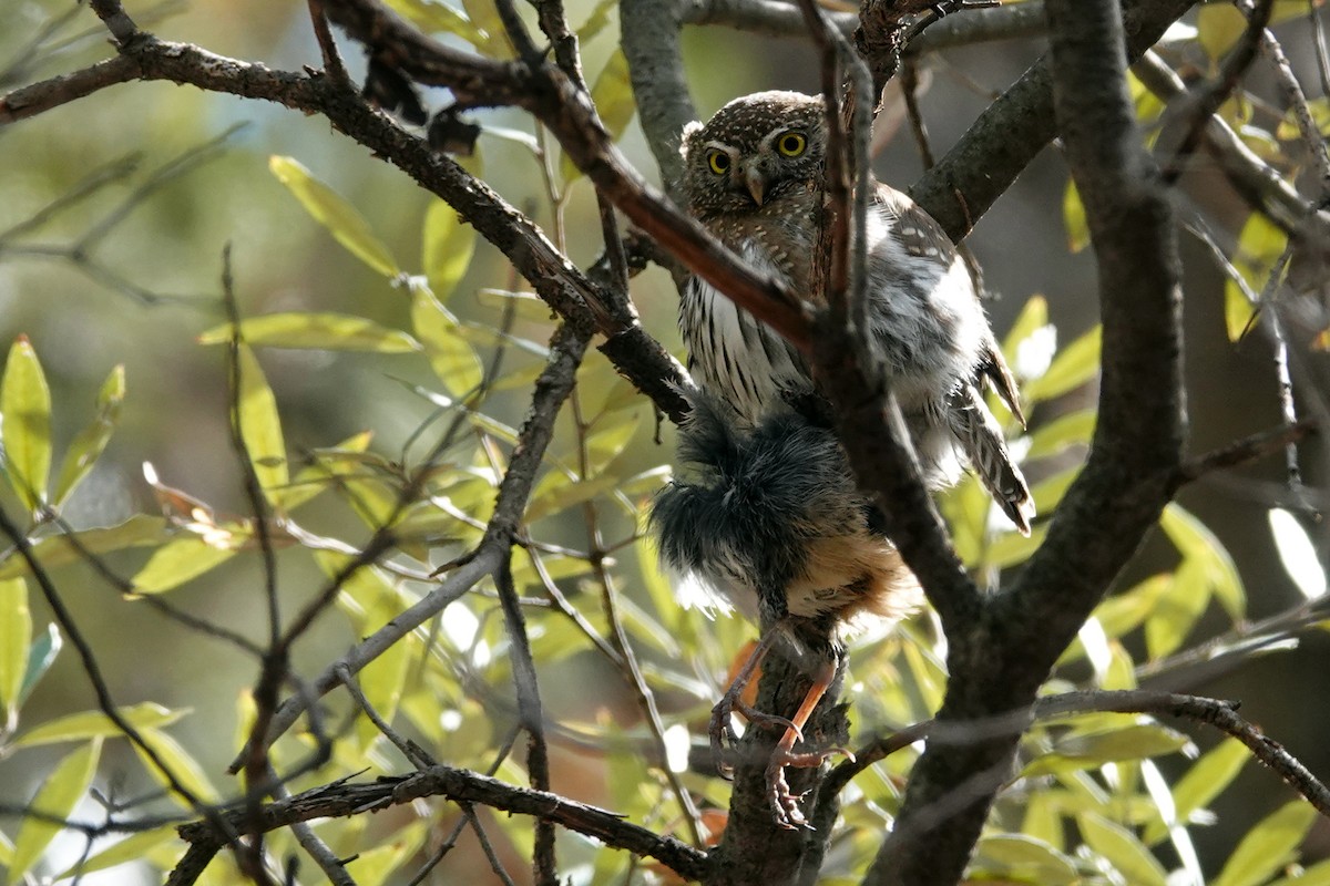 Northern Pygmy-Owl - ML320043911