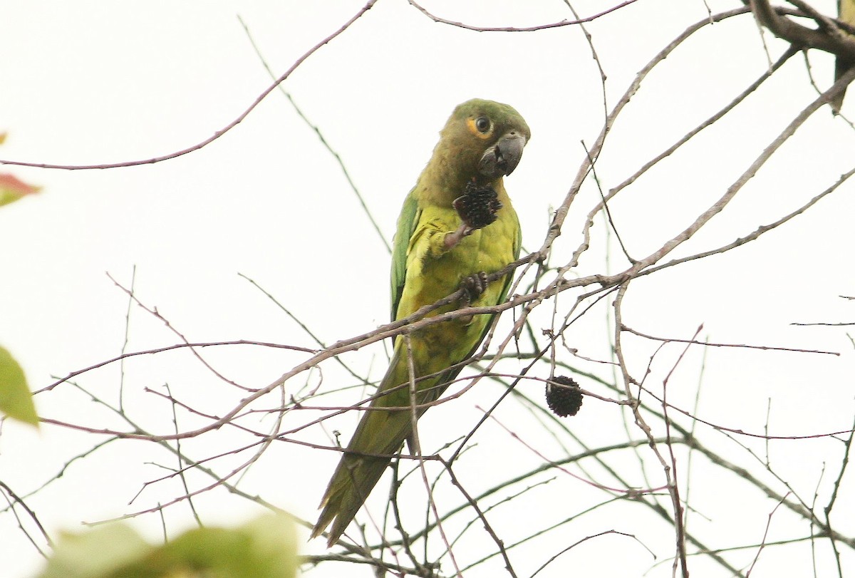 Brown-throated Parakeet - Paul Oehrlein