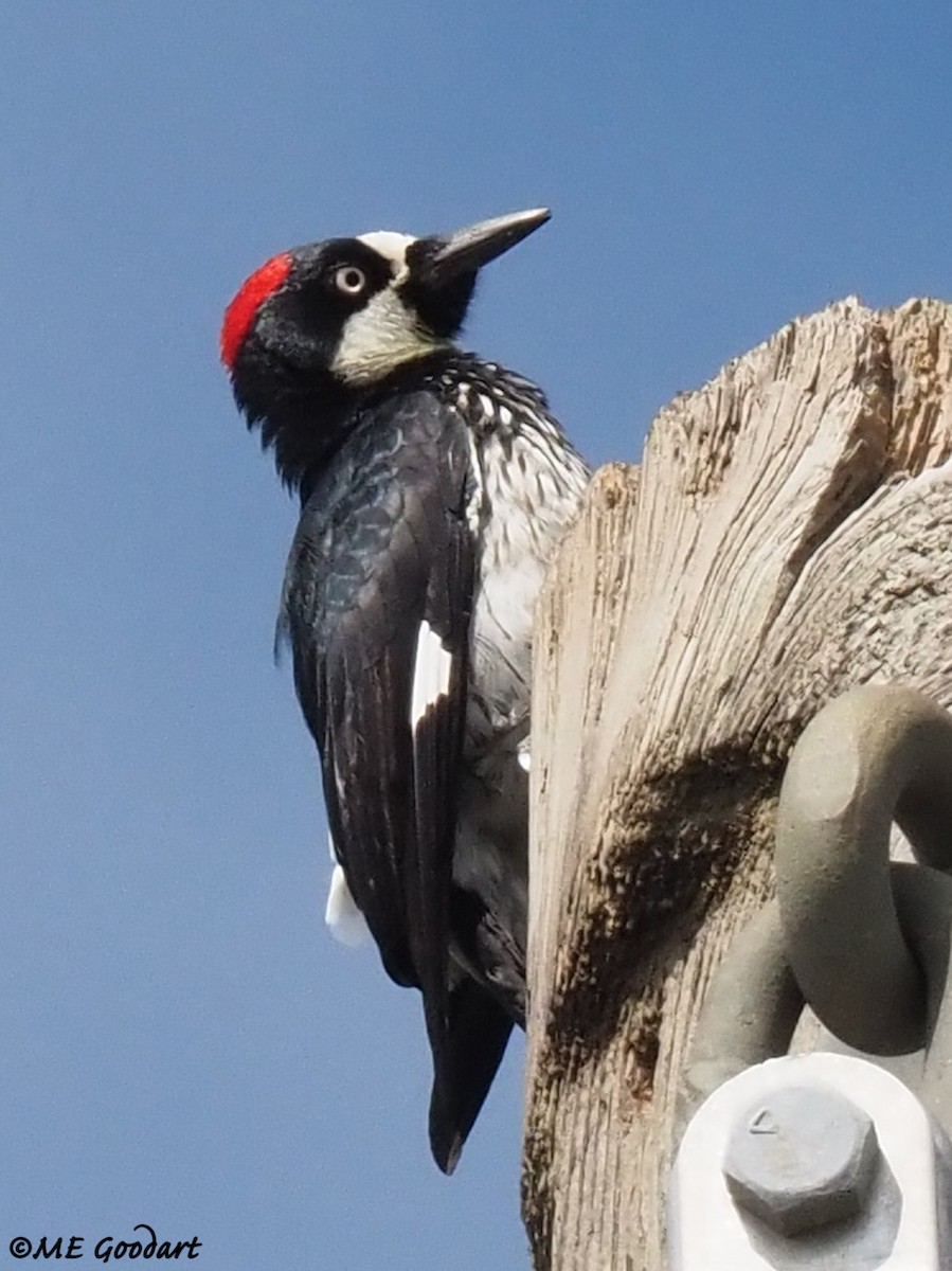 Acorn Woodpecker - Mary Goodart