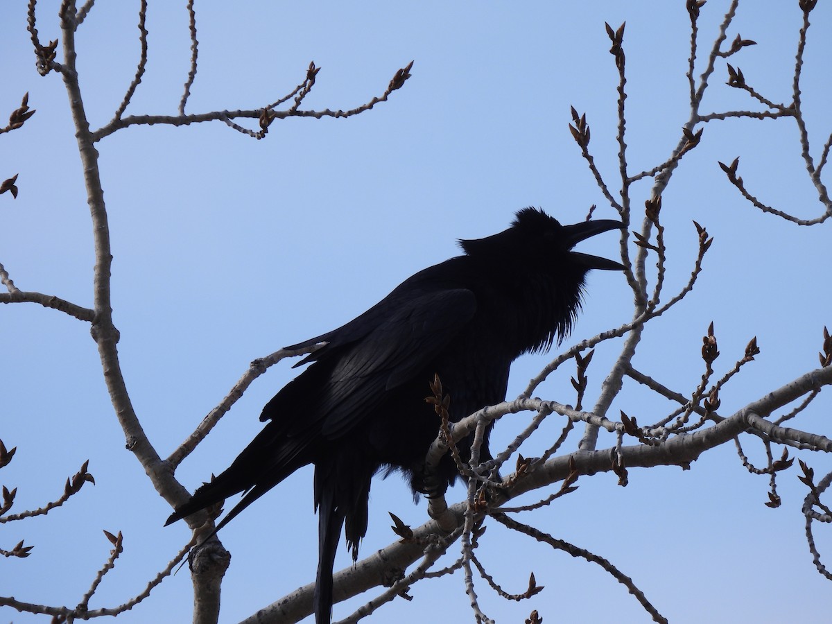 Common Raven - dan spivak
