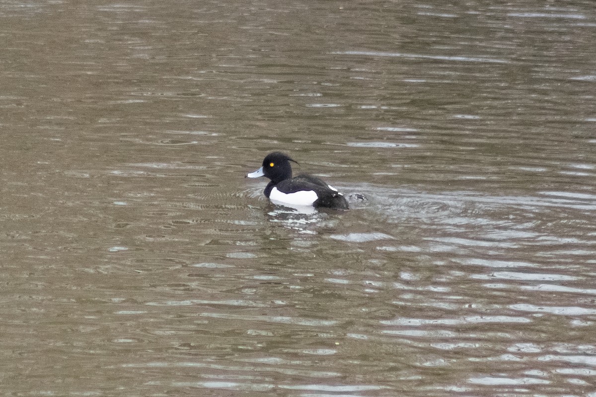 Tufted Duck - ML320067591