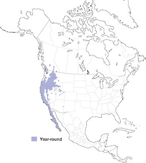 Figure 1. Distribution of the California Quail in North America. - Range Map