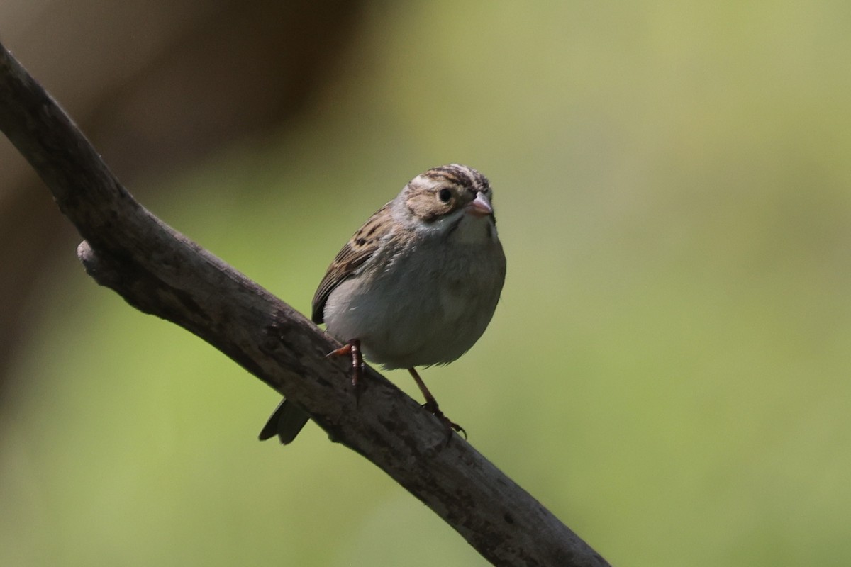 Clay-colored Sparrow - ML320071551
