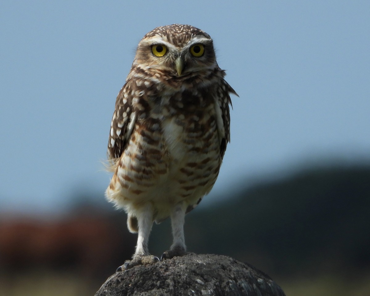 Burrowing Owl - ML320072541