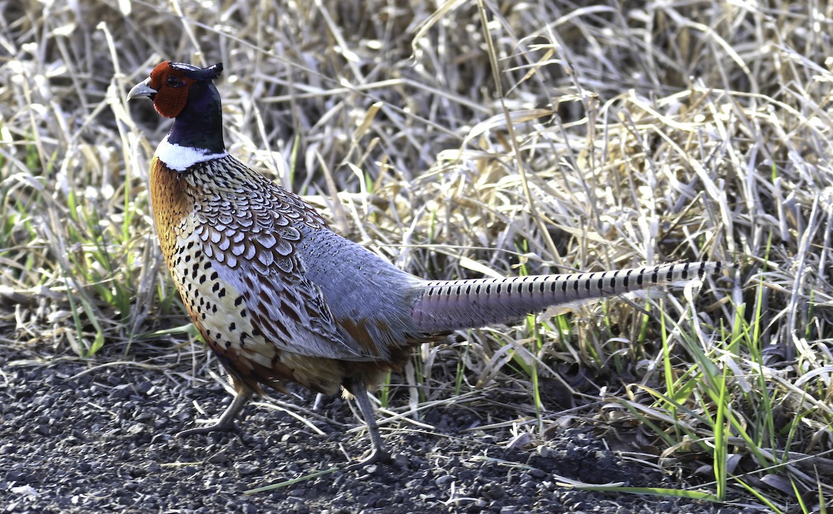 Ring-necked Pheasant - Charlotte Byers