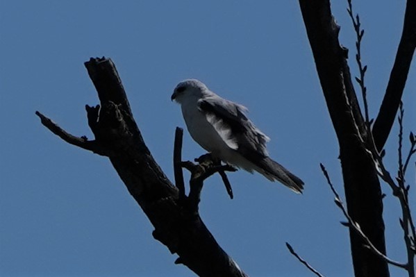 White-tailed Kite - Frank Severson