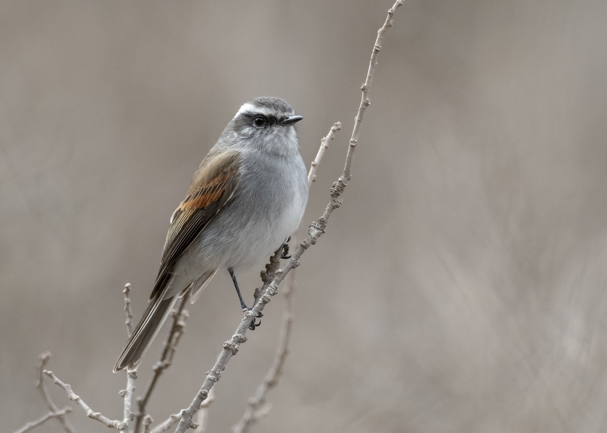 White-browed Chat-Tyrant - Ochthoeca leucophrys - Birds of the World