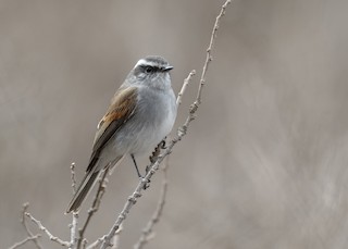  - White-browed Chat-Tyrant