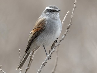  - White-browed Chat-Tyrant