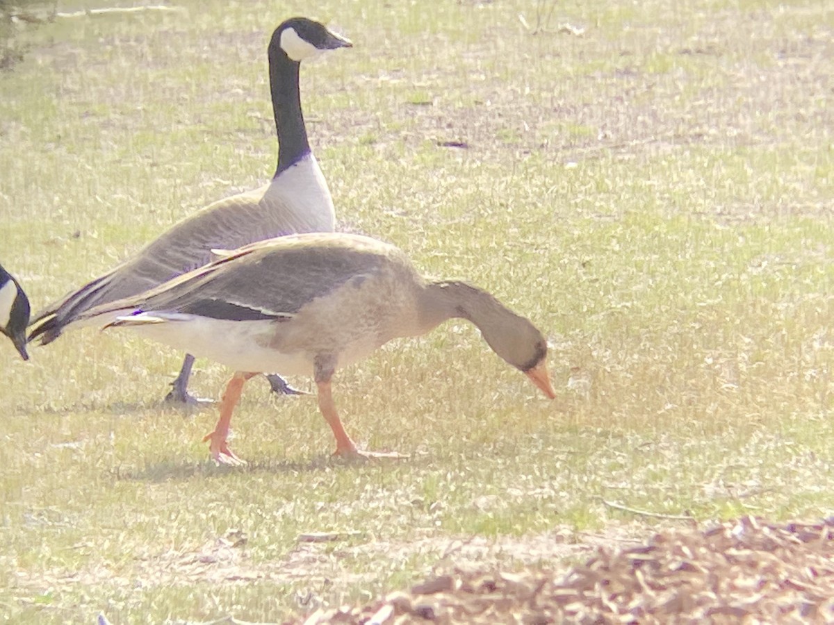Greater White-fronted Goose - ML320086511