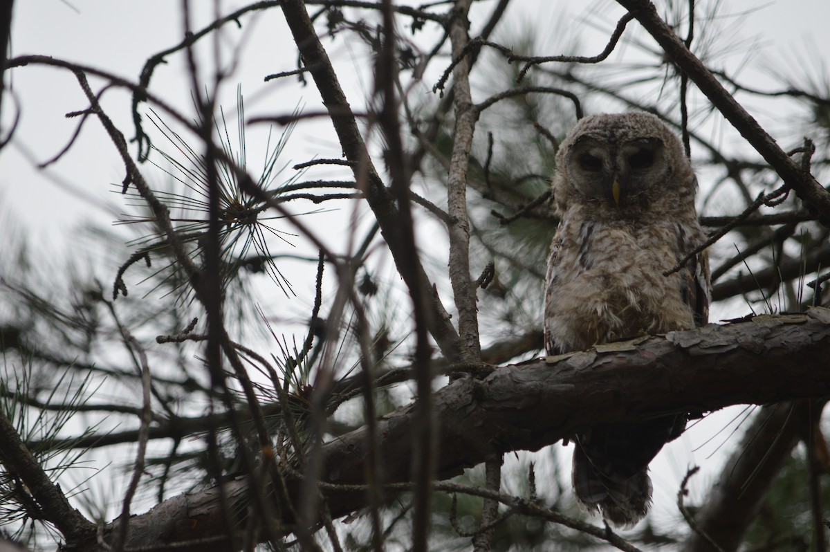 Barred Owl - Alexandre Bibeau