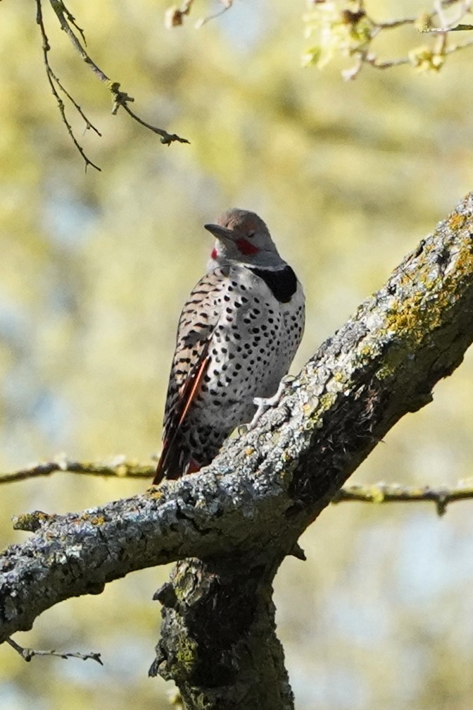 Northern Flicker (Red-shafted) - Frank Severson