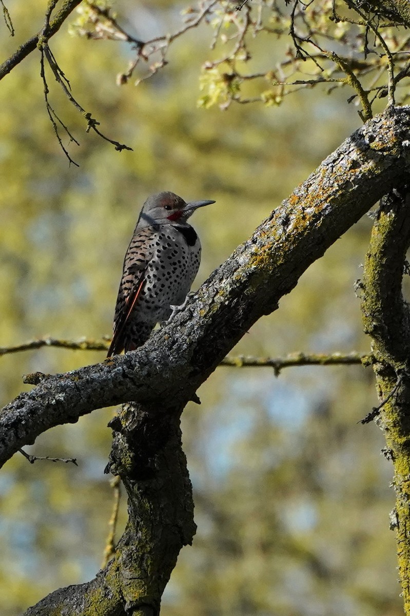 Northern Flicker (Red-shafted) - ML320092821