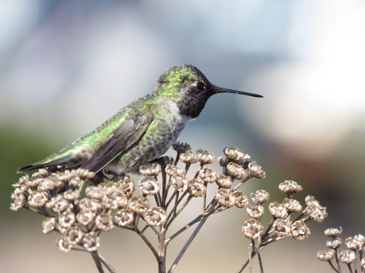 Anna's Hummingbird - Ted Goshulak