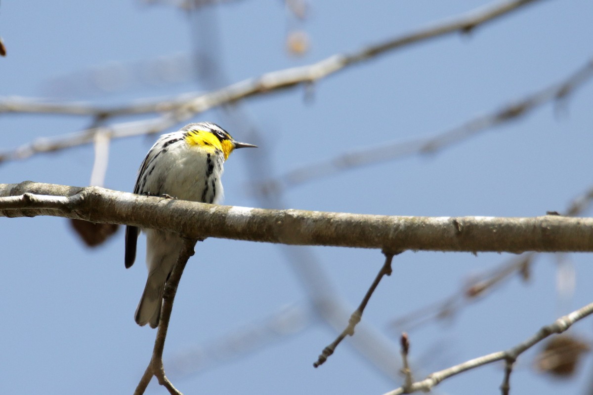 Yellow-throated Warbler (dominica/stoddardi) - Mel Green