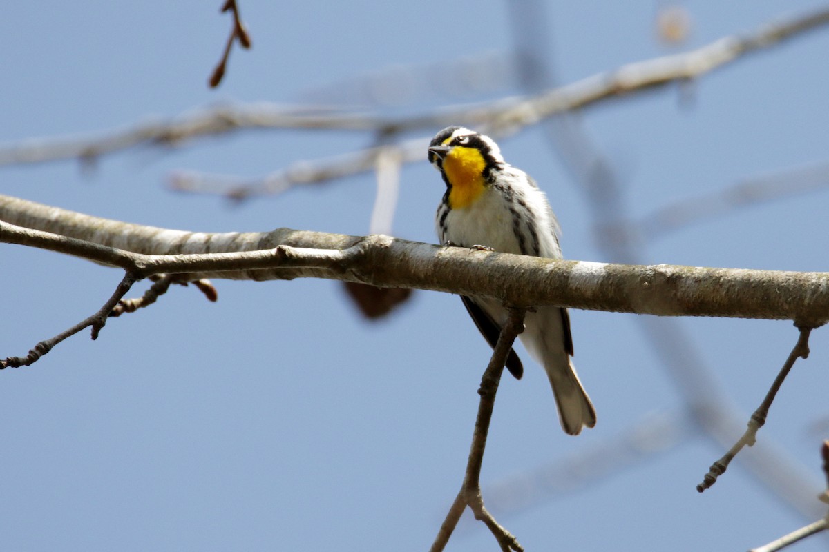 Yellow-throated Warbler (dominica/stoddardi) - ML320102541