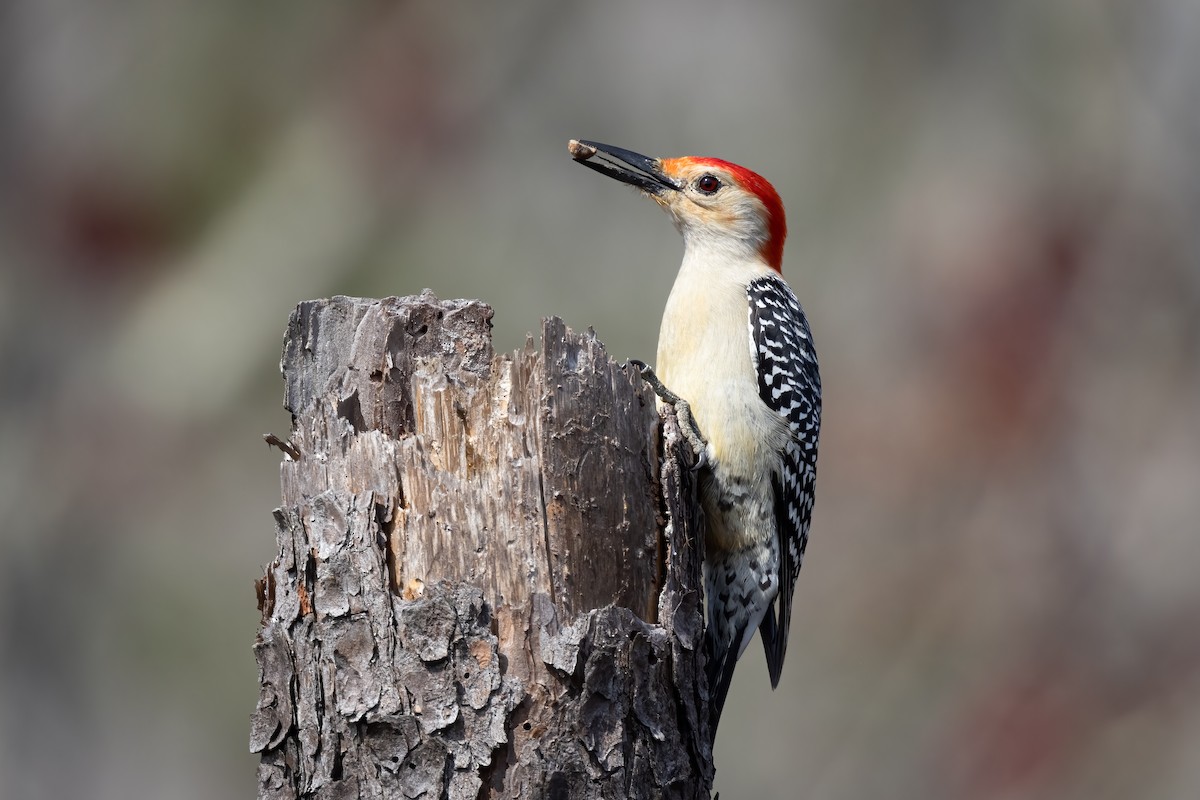 Red-bellied Woodpecker - Michael Fogleman