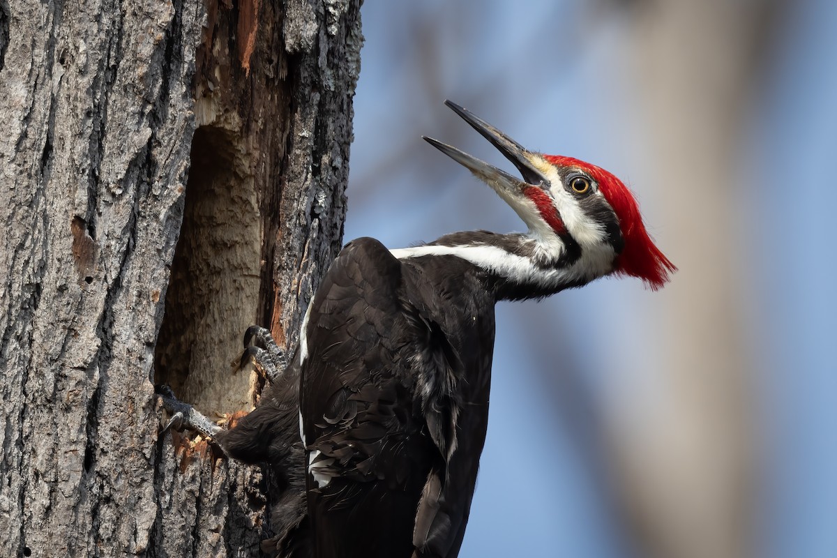 Pileated Woodpecker - Michael Fogleman