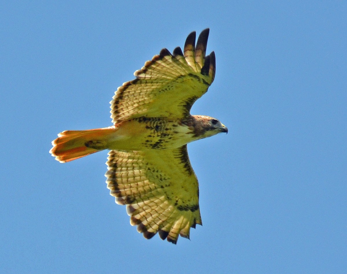 Red-tailed Hawk - Michael J Good