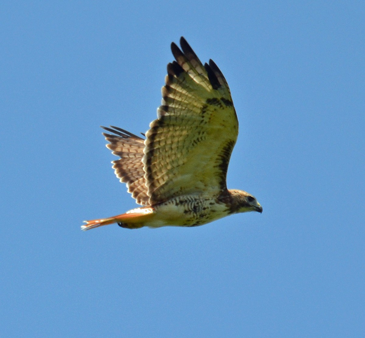 Red-tailed Hawk - ML32010571