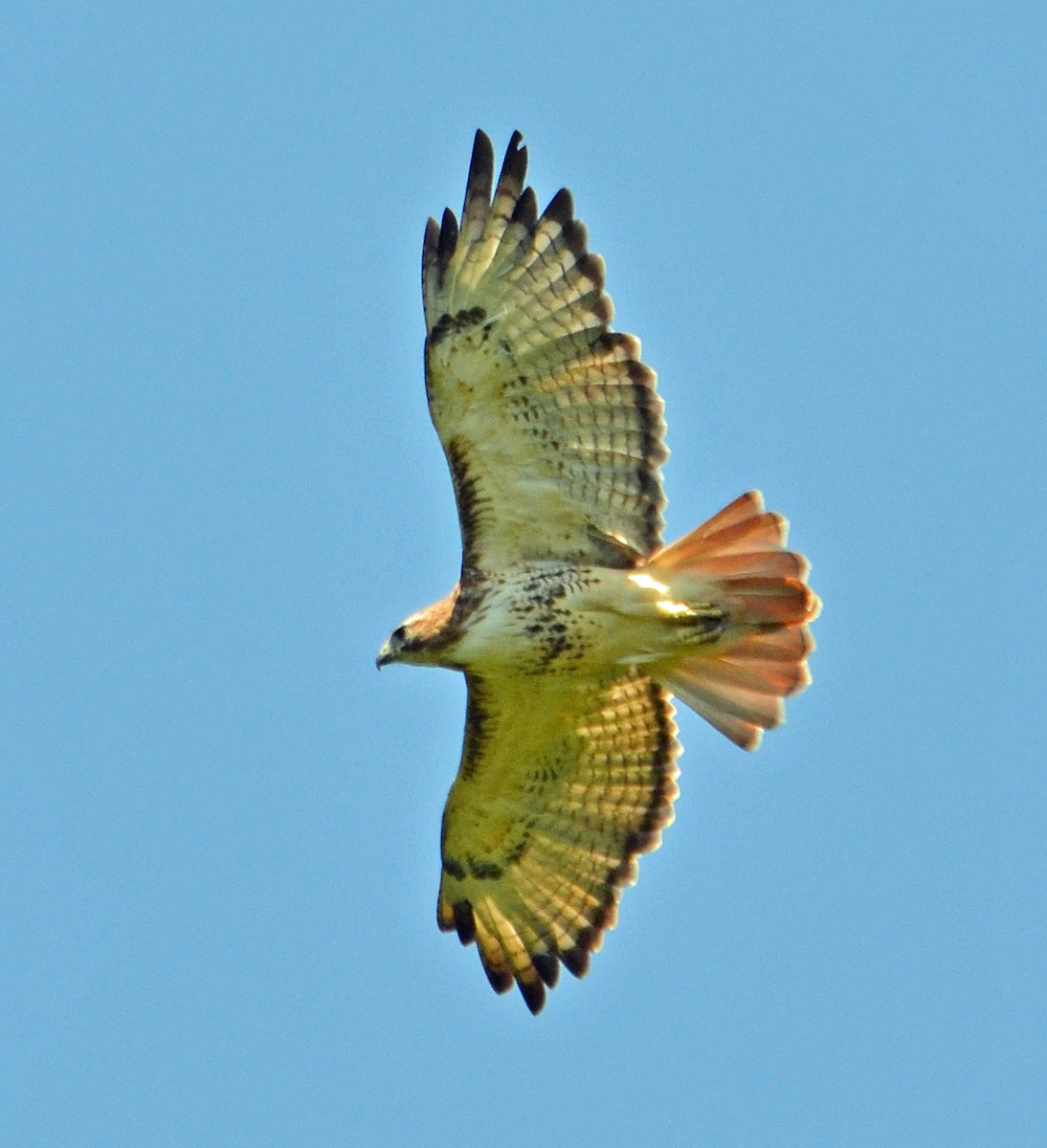Red-tailed Hawk - Michael J Good