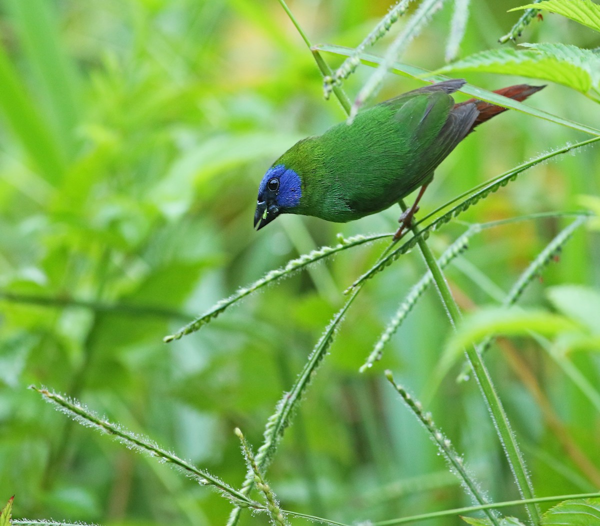 Blue-faced Parrotfinch - ML32010801