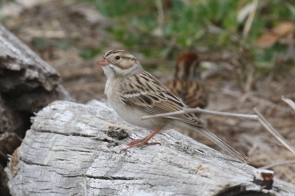 Clay-colored Sparrow - Dan Jones