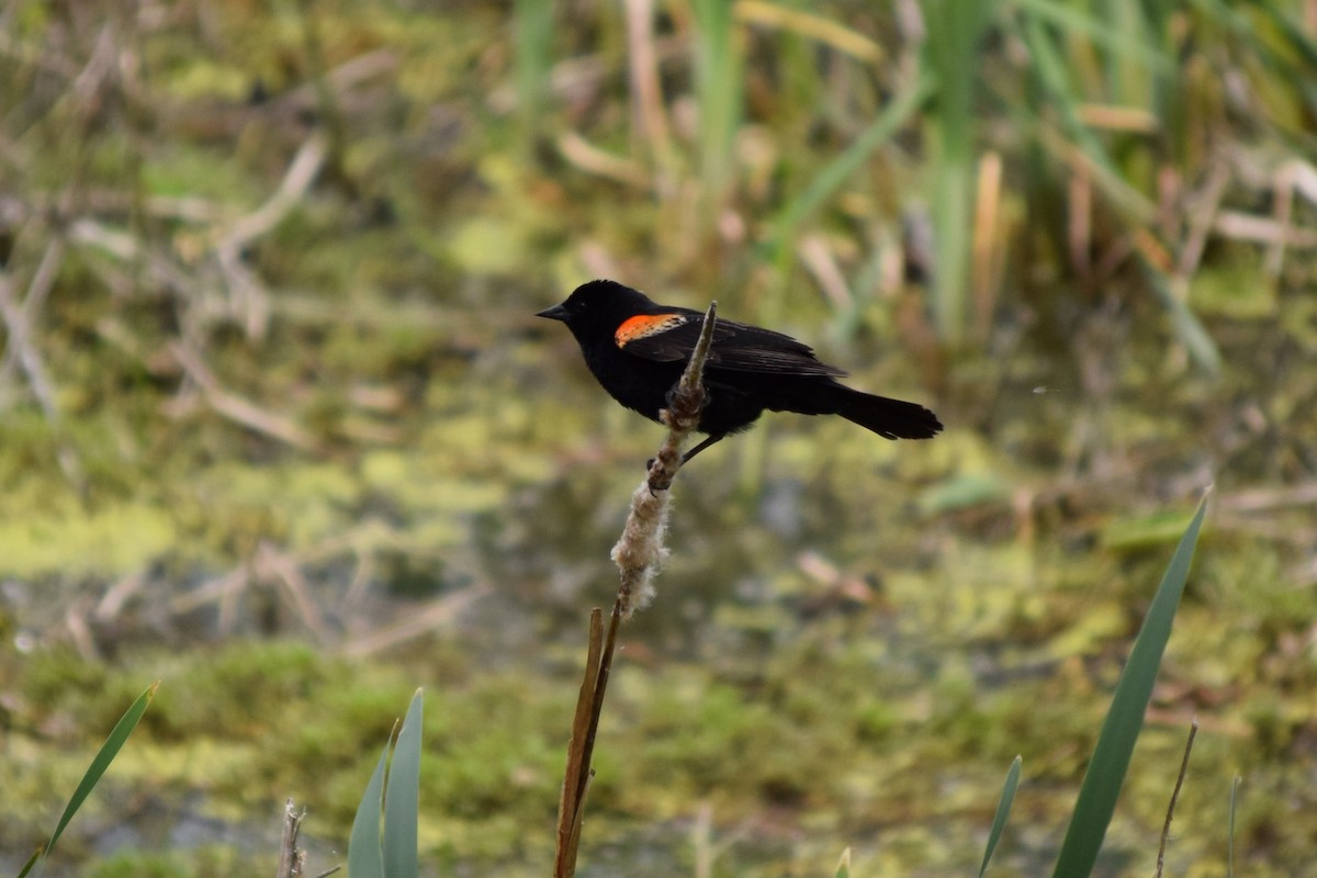 Red-winged Blackbird - Kevin Lee