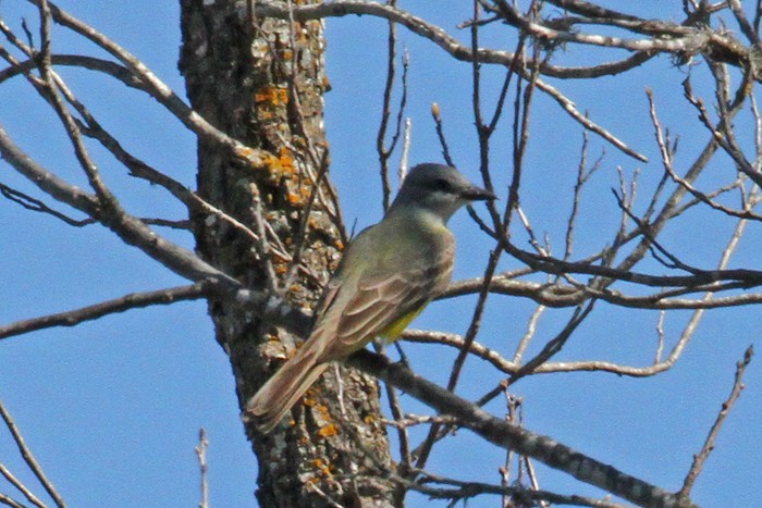 Couch's Kingbird - Terry Hibbitts