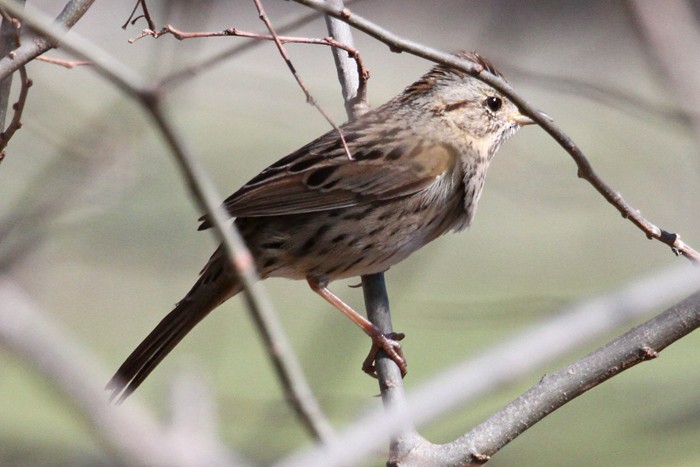 Lincoln's Sparrow - Terry Hibbitts